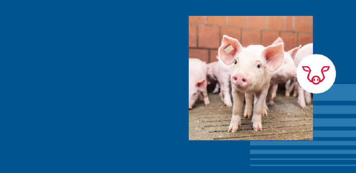 Ferkel im Stall. Ein Ferkel ist neugierig und schaut in die Kamera. Die Ohren sind aufgestellt und eine Ohrmarke steckt im linken Ohr auf blauem Hintergrund.